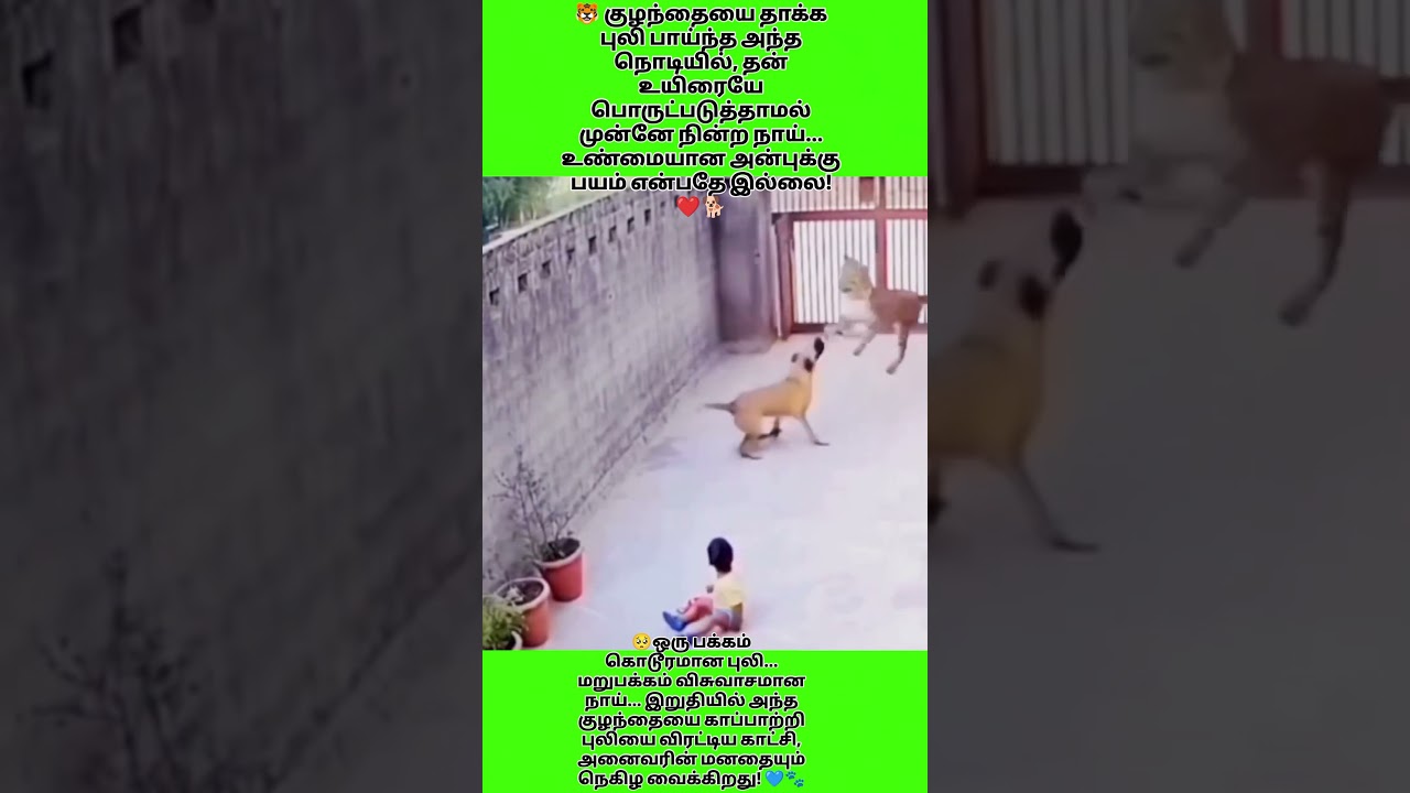 🐯 புலியையே எதிர்த்து குழந்தையை காப்பாற்றிய நாய்! 😱❤️ | Unbelievable Loyalty #shorts