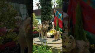 Chrysanthemum Charm Event Flower Dome Sg 3