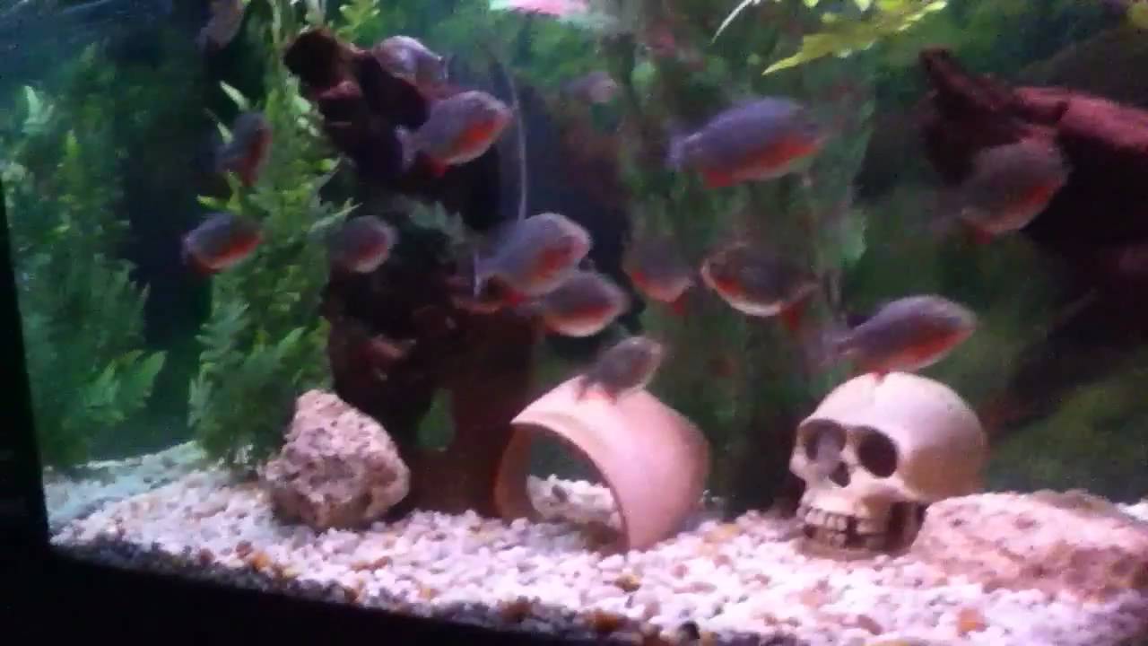 mothman Convicts breed with piranhas!