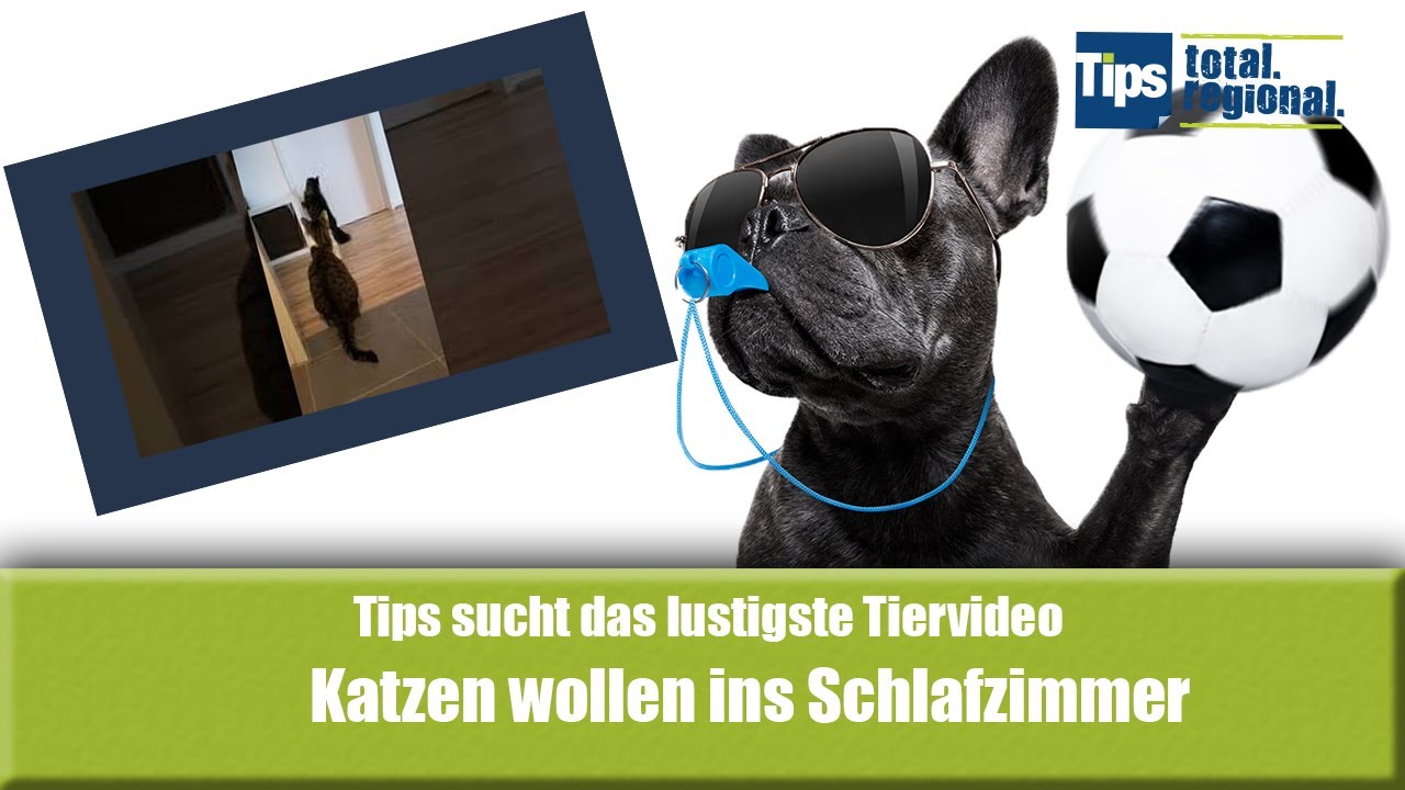 Katzen wollen ins Schlafzimmer - YouTube