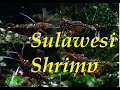 My Sulawesi Shrimp - White Orchid and CARIDINA DENERLI