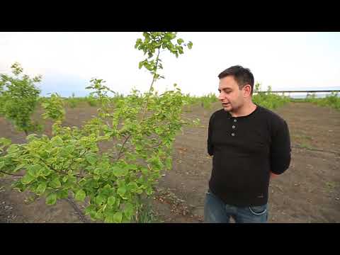 სადემონსტრაციო ნაკვეთი ხორბალი დედოფლისწყარო წნორი ხორბა03,05,2019