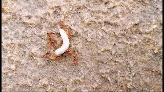 ants attack on a worm