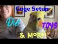 Almost Everything You Need To Know About Getting a Pet Cockatiel