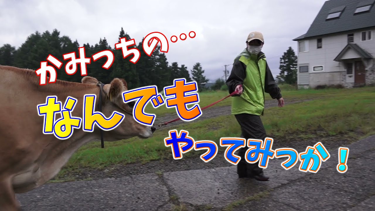 白馬乗鞍・ペンションホビーで搾乳・放牧・チーズ作り！(字幕設定有)｜〇〇のなんでもやってみっか！第1回