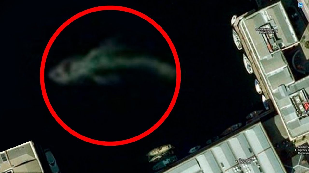  Mysterious Sea Creatures Spotted On Google Earth!