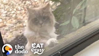 Cat Falls In Love...Or Not | The Dodo Cat Crazy