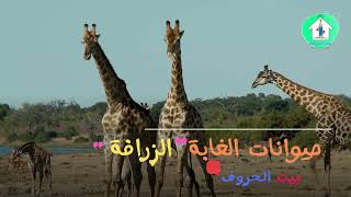 الزرافة معلومات عن الزراقة للأطفال من منصة بيت الحروف#shorts #تعليم_الاطفال #youtubeshorts