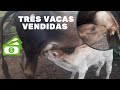 Vendidas três vacas com finalidade de leite, veja os preços