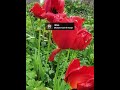 peaceful nasheed #allah #islam #islamic #quran #nature #nasheed