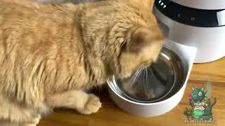 Review of PETLIBRO Automatic Cat Feeder with 1080P Night Vision Camera