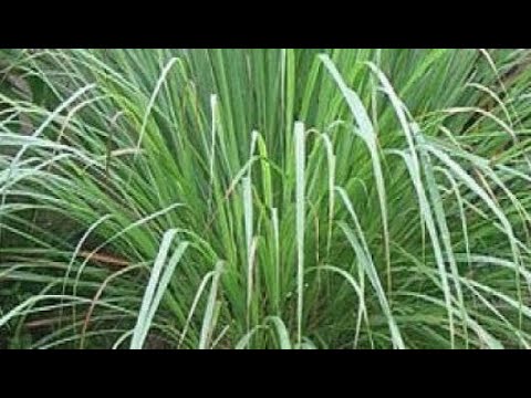 فوائد عشبة حلفا بر