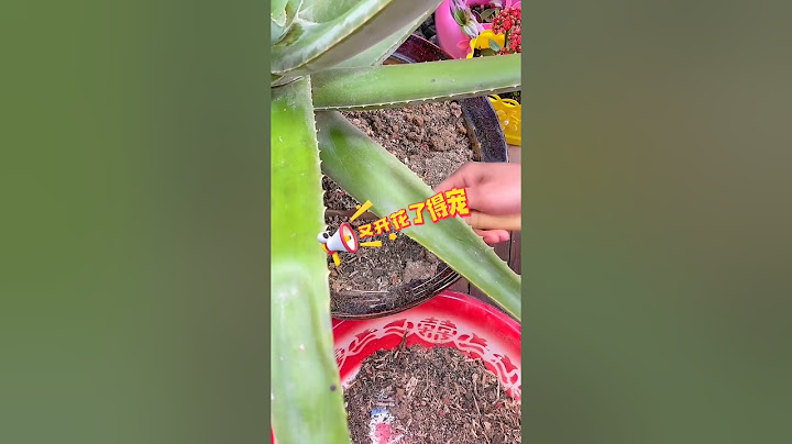 Achieve inner peace and stress relief with these flower gardening tips at home Ep 43