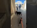 ستيلا كاتجني راسها و تزبق Tetouan اكسبلور Bulldog Dog Dogbreed كلاب 