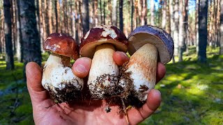 видео: Псковские боры картинка: Псковские боры