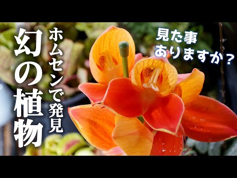 珍しいラン初心者でも育てられる8選