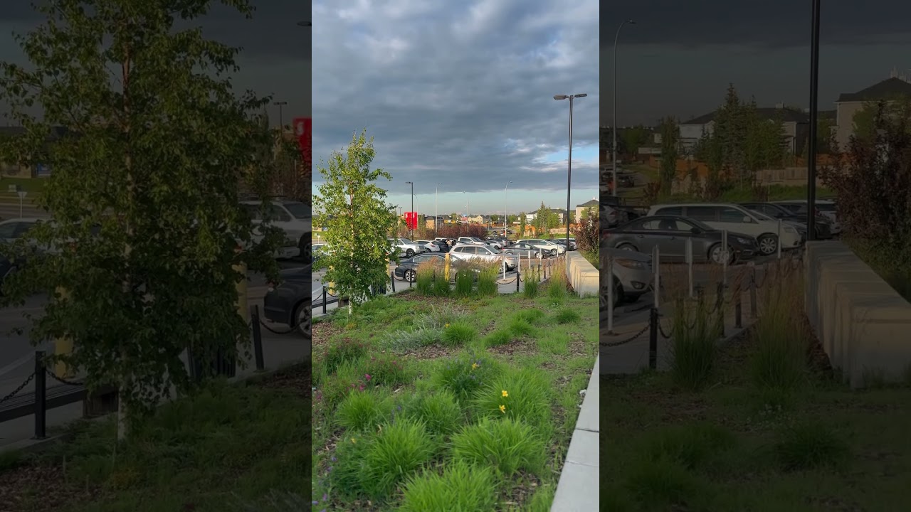 🇨🇦 Calgary summer—a brief, blazing romance.   