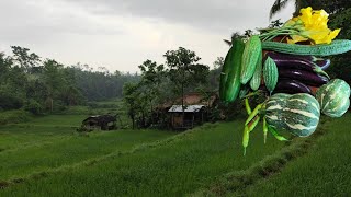 Download Lagu Non stop rain in our province | I harvested fresh vegetables and cook delicious dish MP3 Download Lagu Non stop rain in our province | I harvested fresh vegetables and cook delicious dish MP3