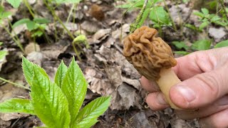 SHOCK! Whole GLADES OF MORELS, picked UP A LOT OF MUSHROOMS!