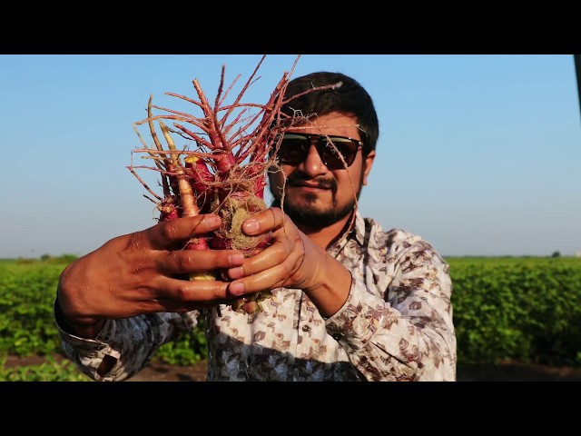 Beans Curry, Salad and Roti Recipe By Nikunj Vasoya | Indian Village Recipe