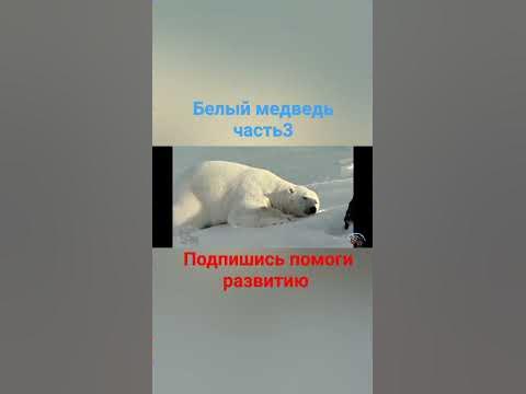 скорость белого медведя в воде - YouTube