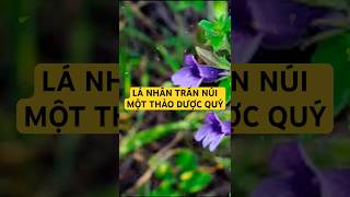 LÁ NHÂN TRẦN NÚI MỘT THẢO DƯỢC QUÝ