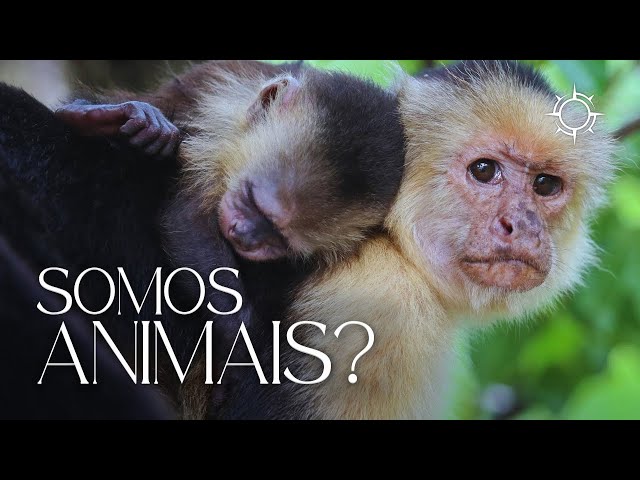Humanos e Animais: O Que nos Une e nos Separa? | Mundo Animal | Origens