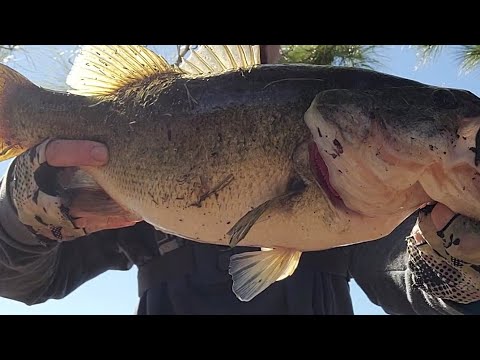 stealth fishing for big bass with the #6thsensefishing whale, megabass sleeper craw and chatterbait
