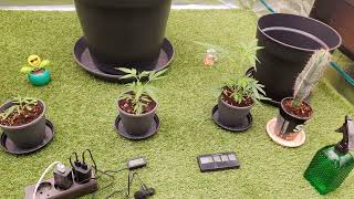 Paar Töpfe gekauft!So sieht es jetzt im Growzelt aus. #cannabis #marshydro #indoor #cannapeace