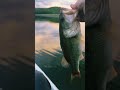 Tail tapped right in the 🥜’s #fishing #bassfishing #outdoors #fishingfanatics #fishingusa