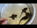 Tadpoles turning into frogs Stages How to catch them Wisconsin Bullfrog Pets Nature Pond