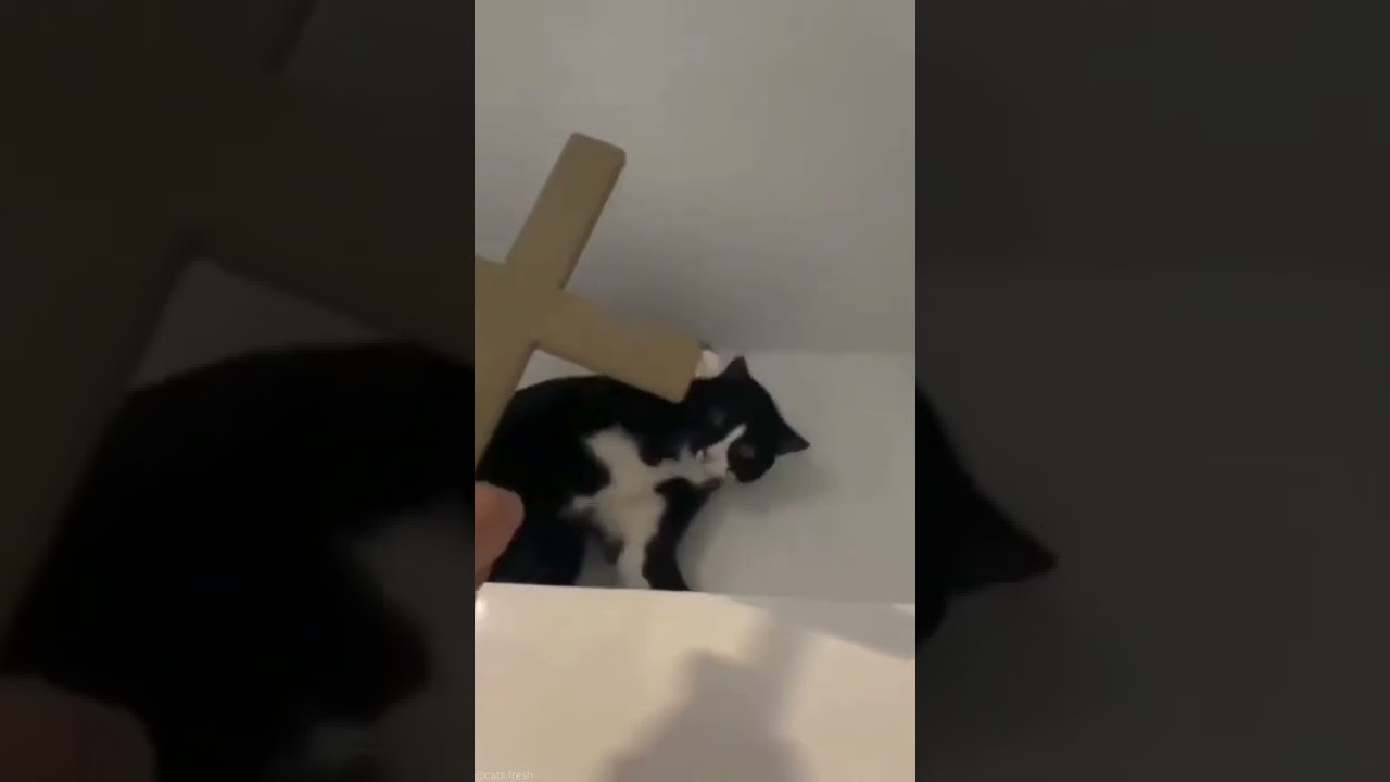 youtube video for 6 смешных фото, которые доказывают, что кошки посланы нам Богом