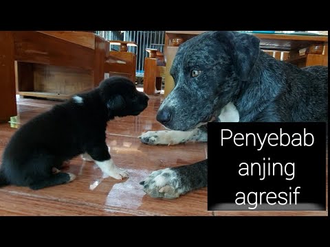 Video: Stop Agresi Anjing Terhadap Anjing Lain