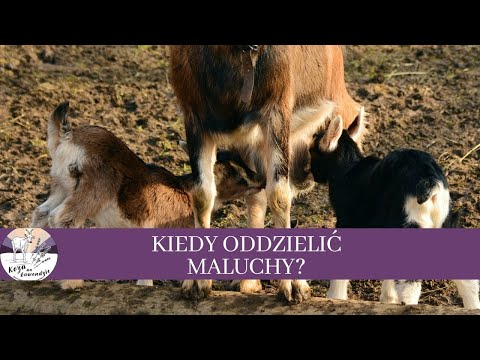 Wideo: Oddzielić Od Matki