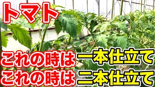 【トマト】これするだけで収穫量が倍になります　2本仕立ては脇芽の場所で大きく変わります