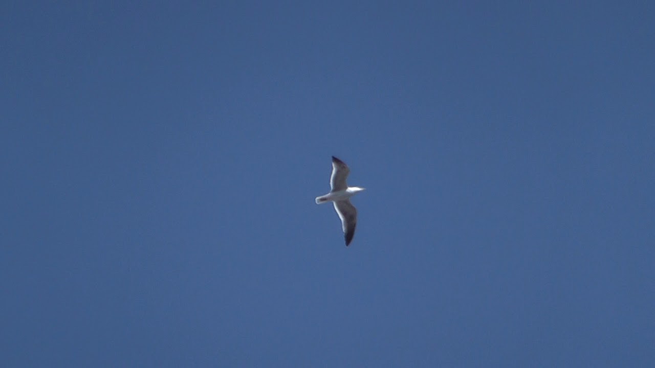 airshow schedule share Gull flys over Cambridge UK 25apr19 1p