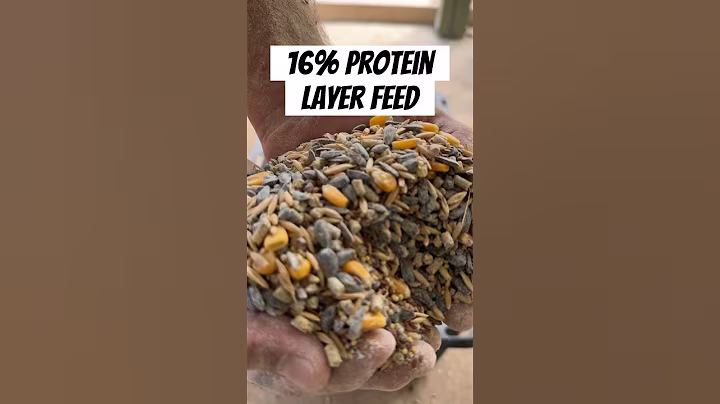 Homemade Chicken Feed #homestead #chicken #eggs #thechickentender #feed