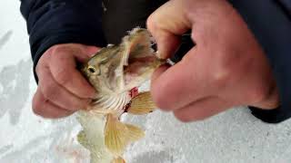 Трейлер к видео о рыбалке 01 01 2022 Ловля щуки на жерлицы в новом году