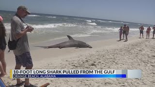 Massive shark washes ashore in Orange Beach