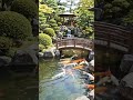 #music #waterlife #water #koi #koifishpond #nature #fish