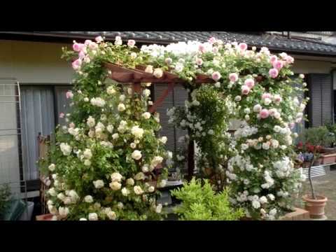 庭の花木 バラ パーゴラ辺りの今 05 13 Youtube