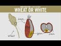 Wheat or White?