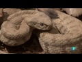 Grandes Documentales-Alamto, el paraíso de los reptiles,