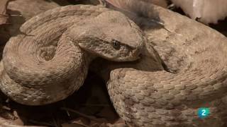 Grandes DocumentalesAlamto, el paraíso de los reptiles,