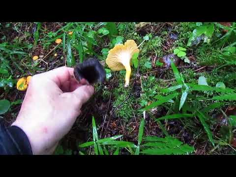 чёрная лисичка.вороночник рожковидный.black trumpet mushroom