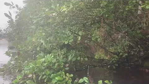 Alnus serrulata (smooth alder, tag alder)