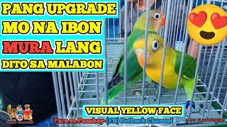 LOVEBIRDS UPDATE DITO SA MALABON