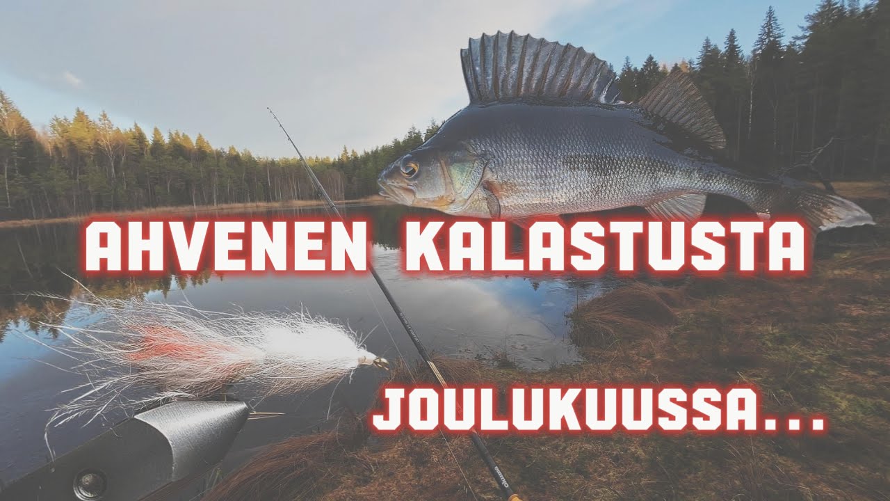 Ahvenia metsälammelta JOULUKUUSSA