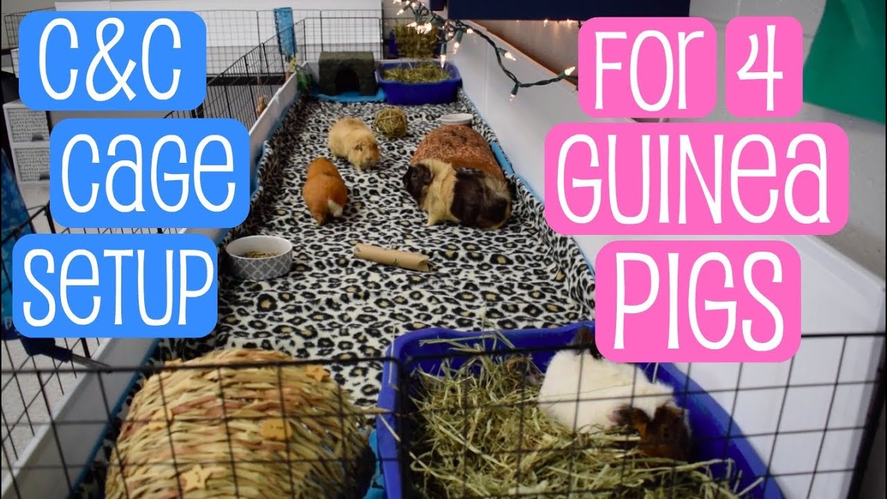 C\u0026C Cage Setup for 4 Guinea Pigs - YouTube