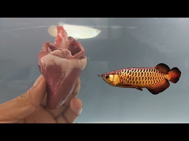 Best Healthy food for My Arowana - Feeding Goat ❤️ Heart